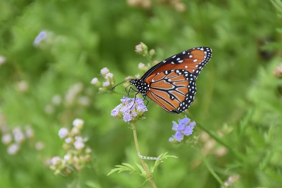 monarch, milkweed, caterpillar, butterfly, wildlife, summer, HD wallpaper