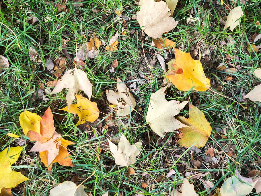 Fall Leaves on Grass, Nature, green, orange, yellow, land, leaf HD wallpaper