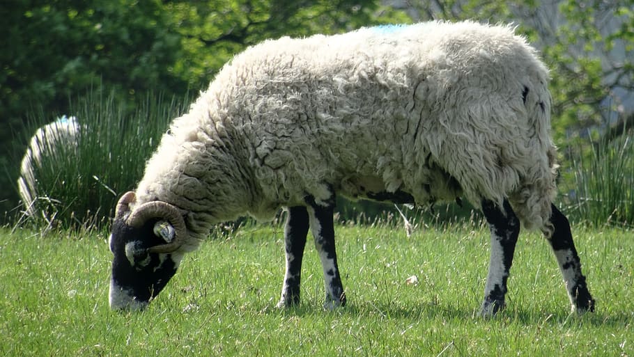 sheep, ram, farm, wool, nature, mammal, wildlife, animal themes HD wallpaper