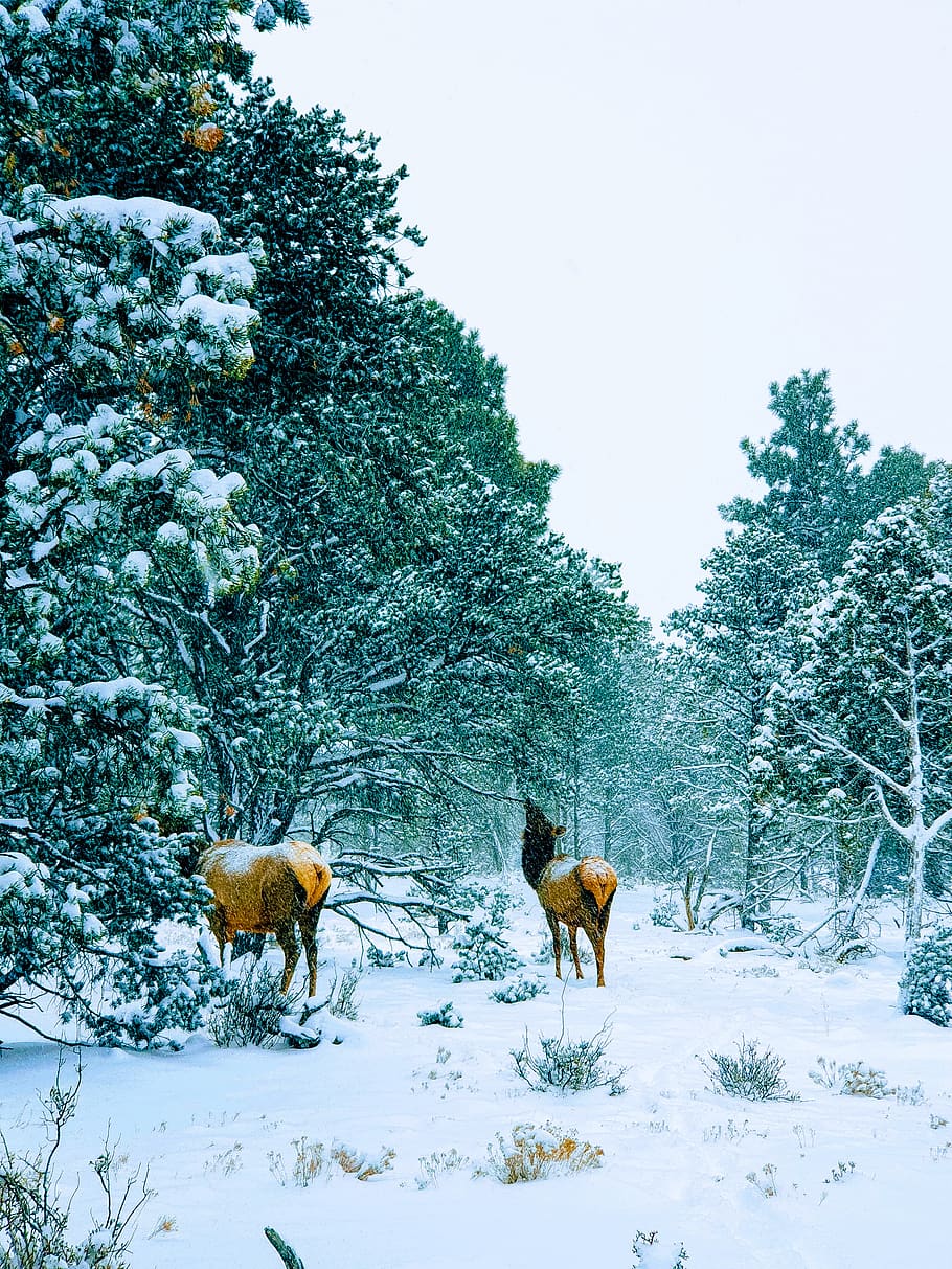 two deer beside trees covered with sno, snow, animal themes, plant HD wallpaper
