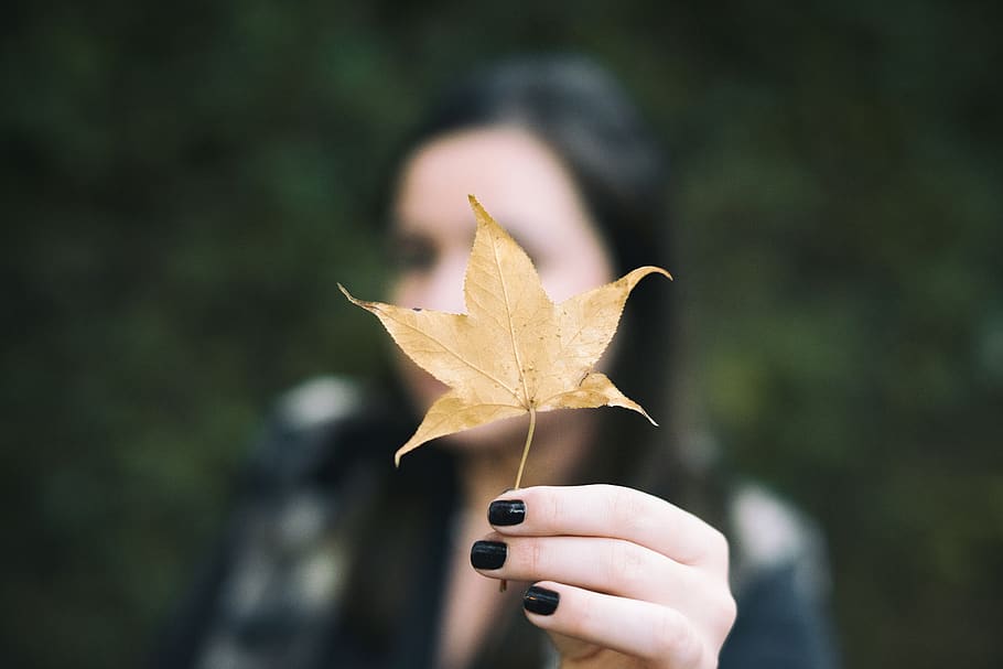 person holding brown maple leaf, one person, human hand, focus on foreground HD wallpaper
