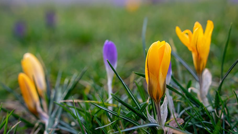 crocus, flower, spring, nature, bloom, purple, plant, early bloomer HD wallpaper