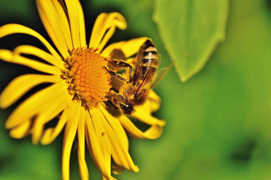 bee, honey bee, insect, flower, balkan-gemswurz, doronicum orientale HD wallpaper