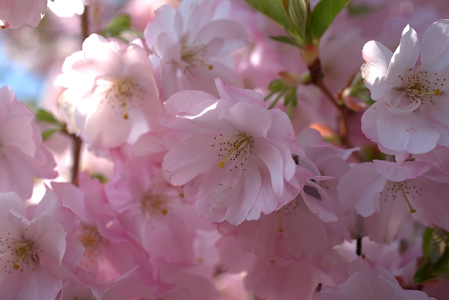 cherry blossom, spring, bloom, flower, tree, branch, cherry tree HD wallpaper