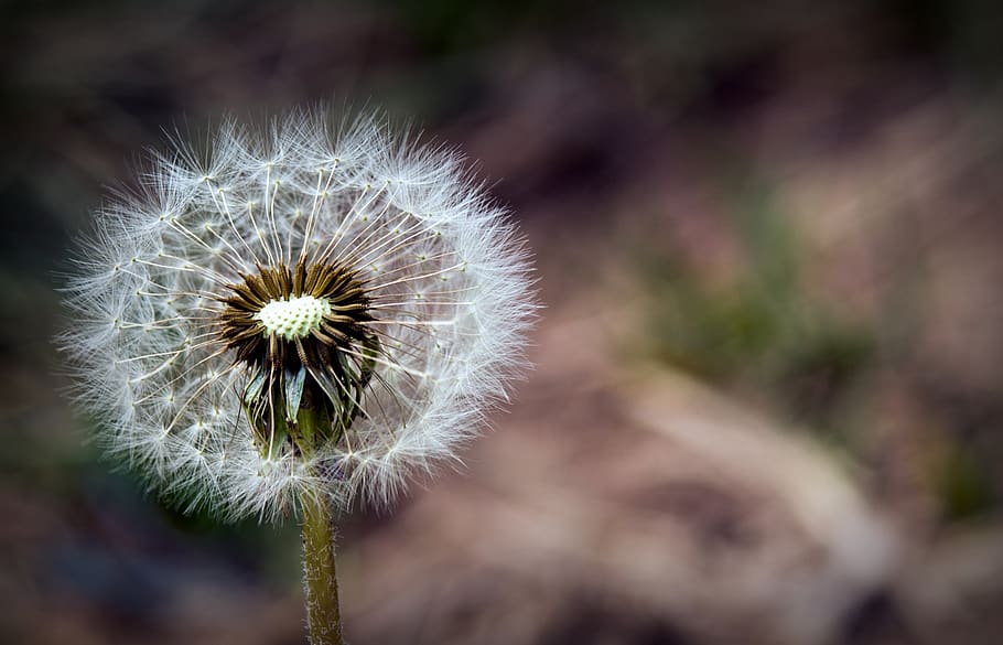 nature, dandelion, botany, flower, flowering plant, fragility HD wallpaper