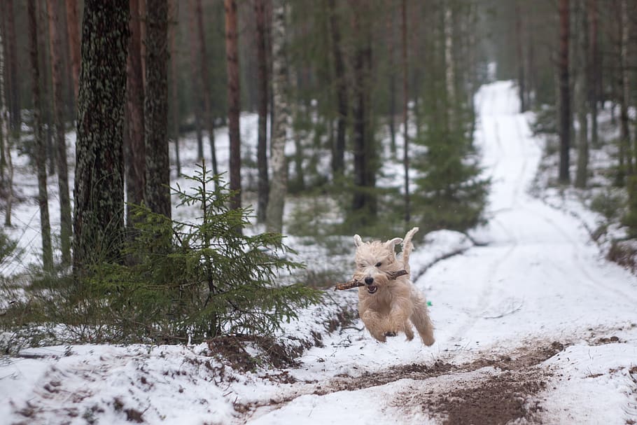 animal, dog, wheaten, soft coated, terrier, snow, winter, wood, HD wallpaper
