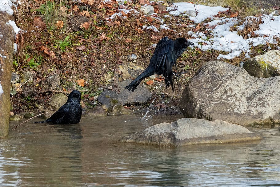 crow, swim, flying, bird, corvidae, bad, water, animal, animal themes HD wallpaper