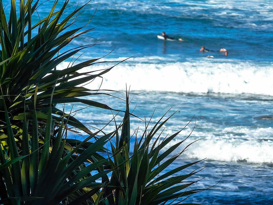australia, avalon beach, water, sea, plant, beauty in nature HD wallpaper