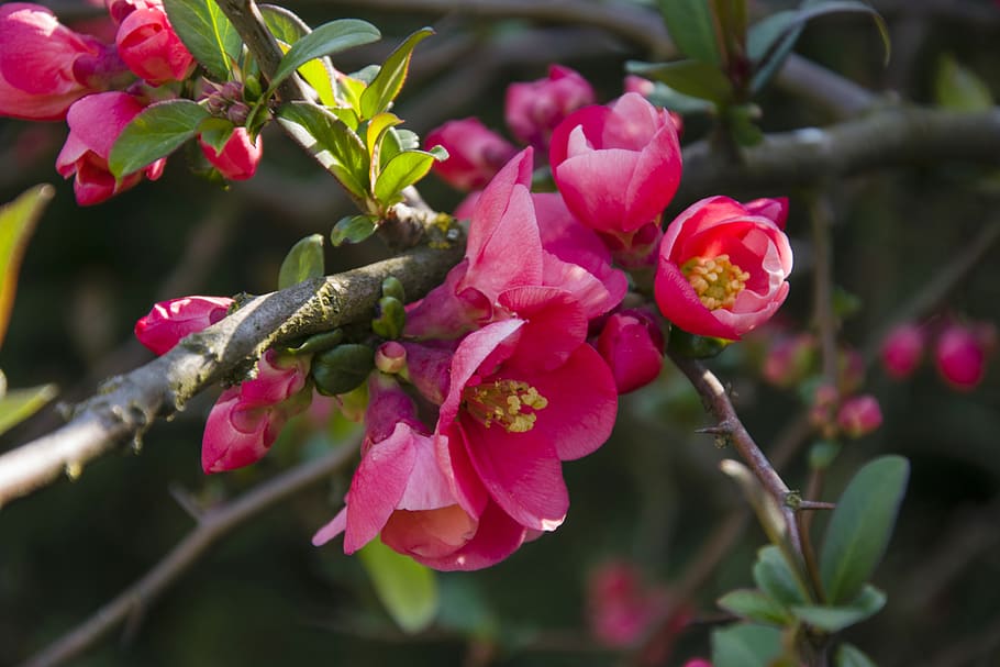 quince, spring, tree, pink, flowers, nature, flowering, branch HD wallpaper