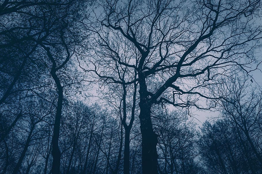 evening, twilight, dusk, dark, gloomy, tree, forest, aesthetic HD wallpaper