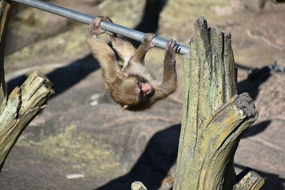 animal, zoo, monkey, baby japanese macaque eating leaves, kid monkey, HD wallpaper