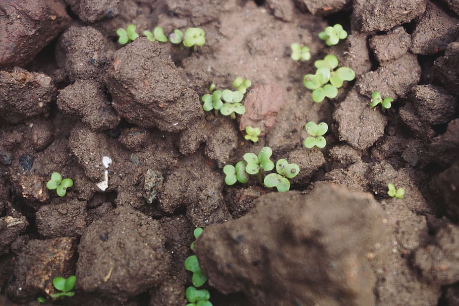 vietnam, growth, plant, dirt, selective focus, close-up, no people HD wallpaper