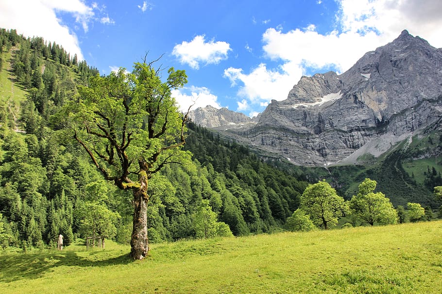 nature, landscape, tree, wood, mountain, grass, summer, sky HD wallpaper