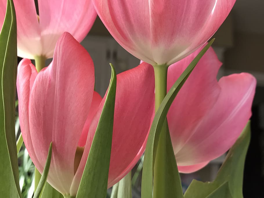 flowers, tulip, spring, flowering plant, beauty in nature, vulnerability HD wallpaper