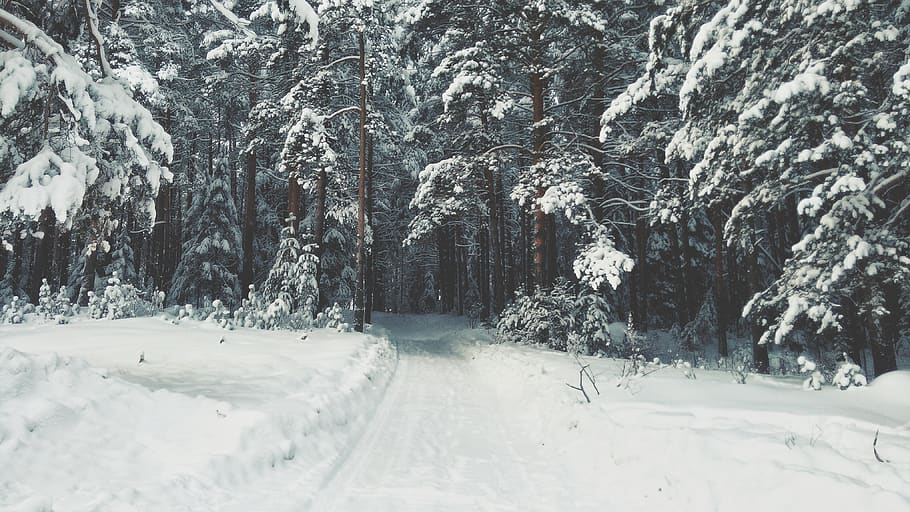 snow, winter, white, cold, weather, ice, trees, plants, nature HD wallpaper