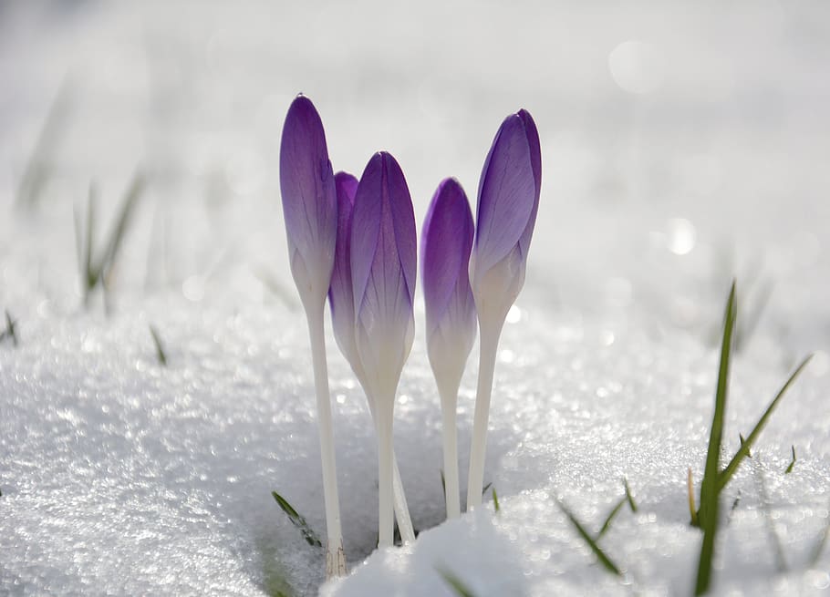 crocus, spring, nature, violet, snow, ice, cold, wallpaper HD wallpaper