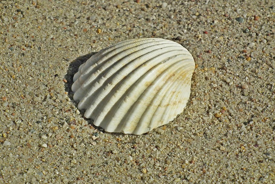 seashell, holidays, summer, sand, nature, ocean, closeup, decoration HD wallpaper