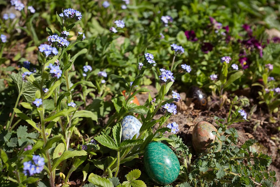 green easter egg near plant during daytime, flower, blossom, food, HD wallpaper