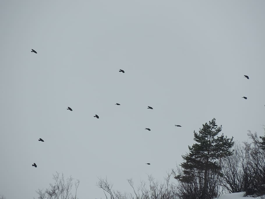 france, modane, sky, cloudy, tree, birds, contrast, forest HD wallpaper