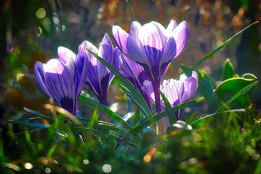 nature, plant, flower, leaf, garden, crocus, leaves flowering HD wallpaper