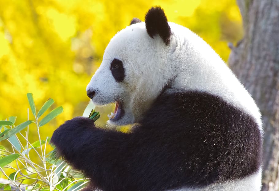 panda bear, china, endangered, bamboo, mammal, fur, purry, black and white, HD wallpaper