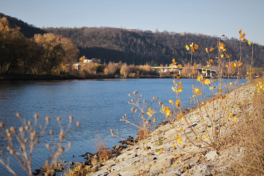 sun, fall, autumn, yellow, river, water, plant, tree, lake HD wallpaper