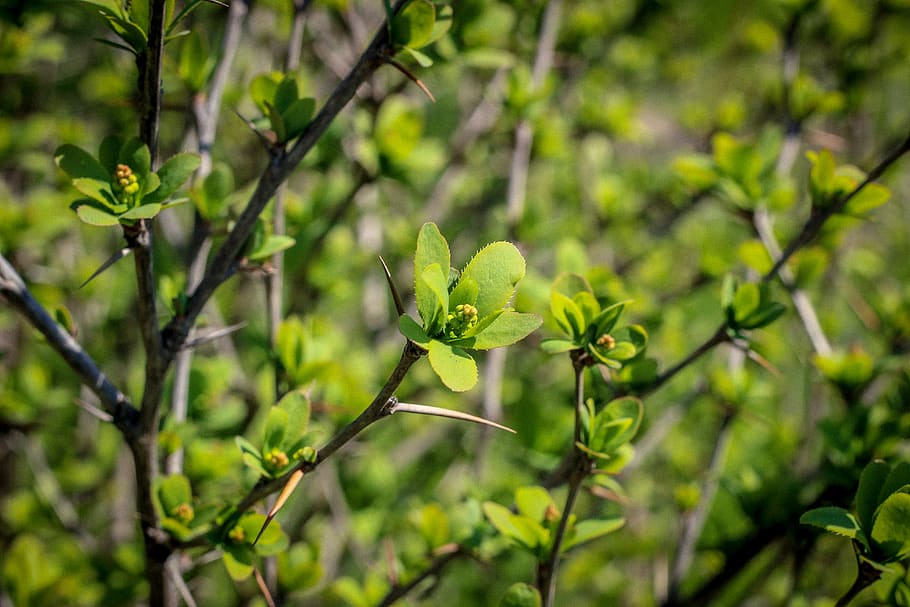 ukraine, odesa, plant, forest, leaves, green, tree, green color HD wallpaper