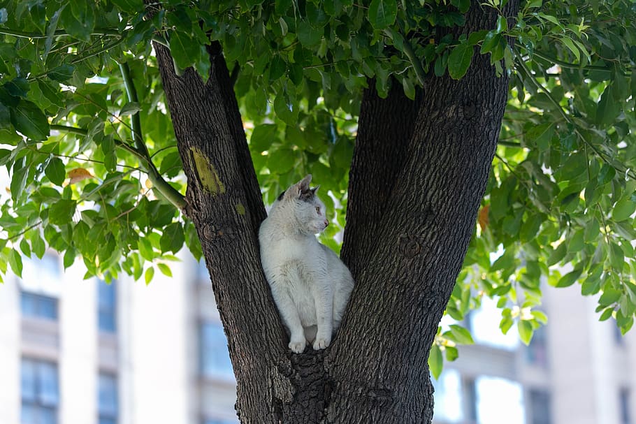 tree, cat, top, leaves, green, spring, trunk, animal themes HD wallpaper