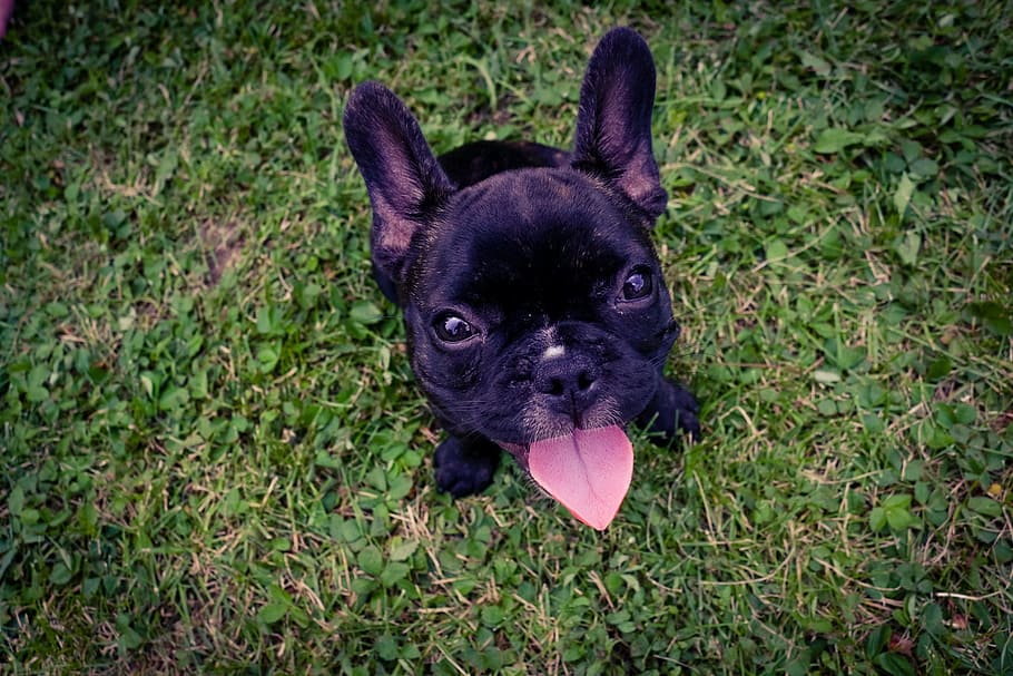 French Bulldog On Grass Photo, Dogs, Animals, Fun, Pets, one animal HD wallpaper