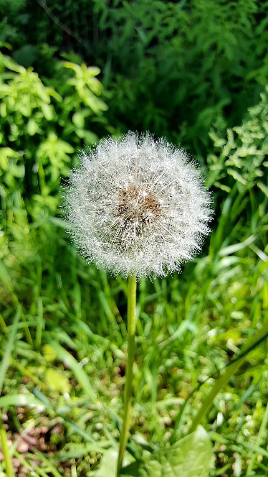 dandelion, nature, plant, fragility, flower, freshness, vulnerability HD wallpaper