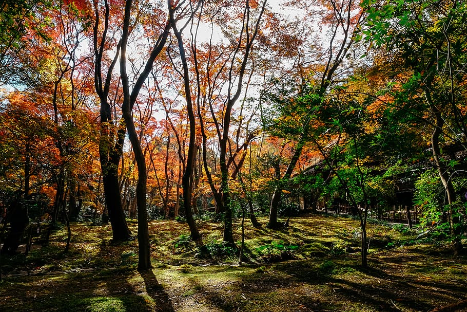 Orange and Green Trees Photography, branch, bright, dawn, environment HD wallpaper