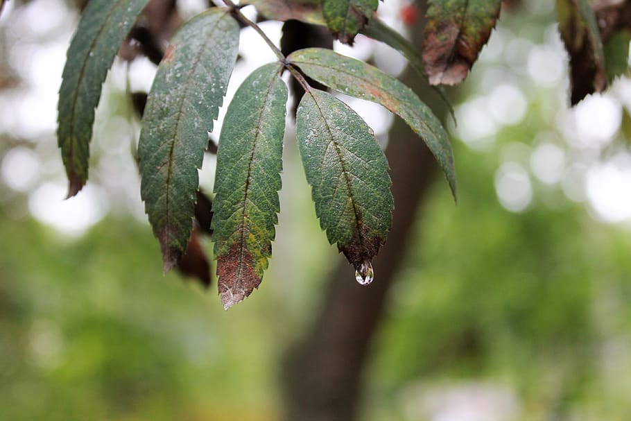 green, water, drop, leaf, background, nature, leaves, focus on foreground HD wallpaper
