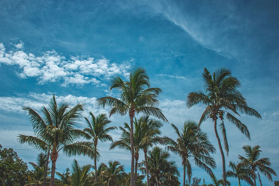 miami, keys, key west, palms, sky, beach, tropical climate, HD wallpaper