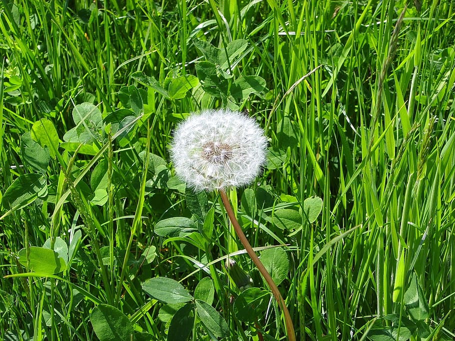 flower, nature, fresh, freshness, plant, growth, green color HD wallpaper
