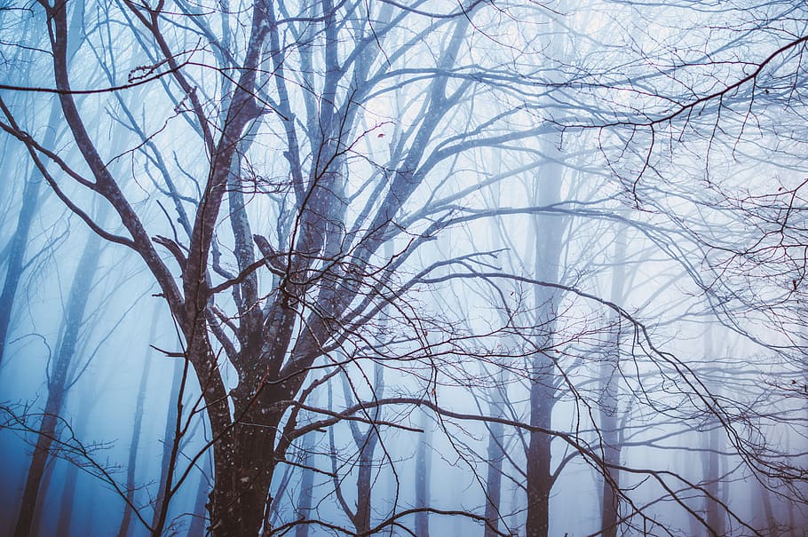 bare trees with fog, plant, nature, outdoors, silhouette, tree trunk HD wallpaper