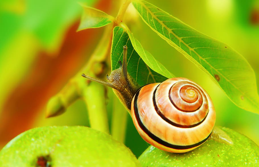 brown snail on green fruit, animal, invertebrate, aphid, insect, HD wallpaper