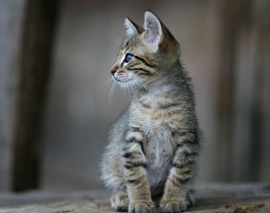 cat, gray, small, funny, cute, animal themes, one animal, mammal HD wallpaper
