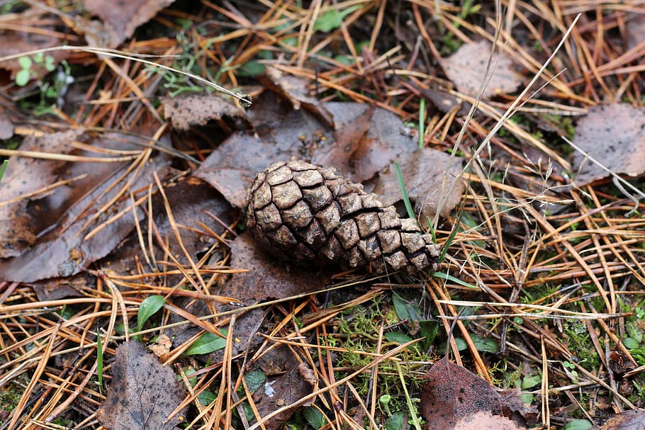 pine cones, kienapfel, forest, pine needles, leaves, ground, HD wallpaper