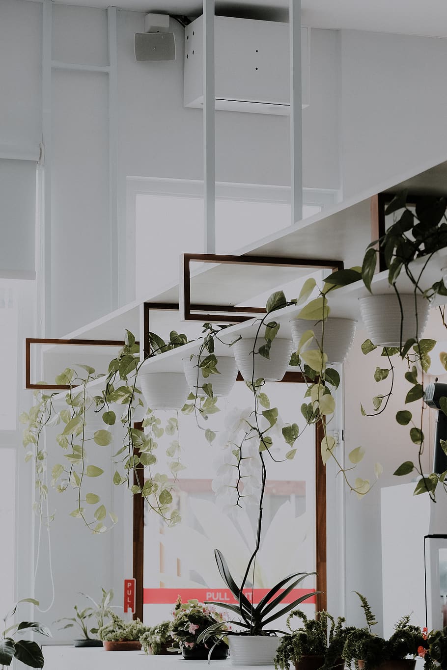 green leafed plant, no people, architecture, indoors, white color HD wallpaper