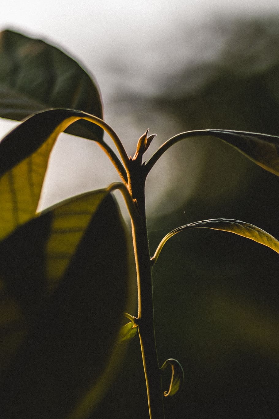 green leaf, plant, growth, close-up, nature, beauty in nature HD wallpaper