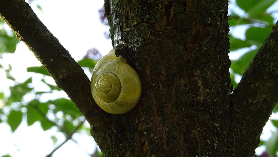 snail, shell, tree, plant, tree trunk, focus on foreground HD wallpaper