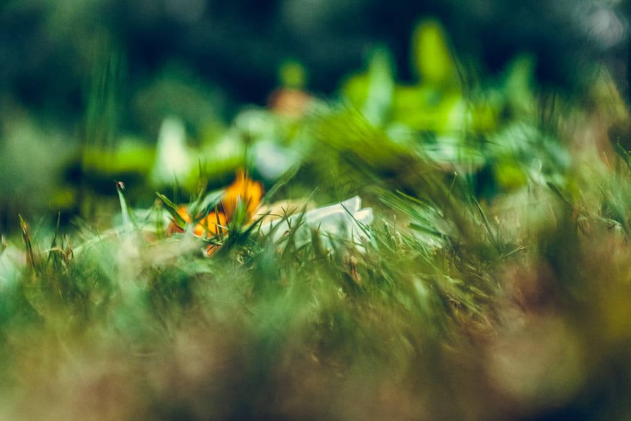 HD wallpaper: nature, blur, blury, grass, flower, yellow, geen, closeup,  effect | Wallpaper Flare