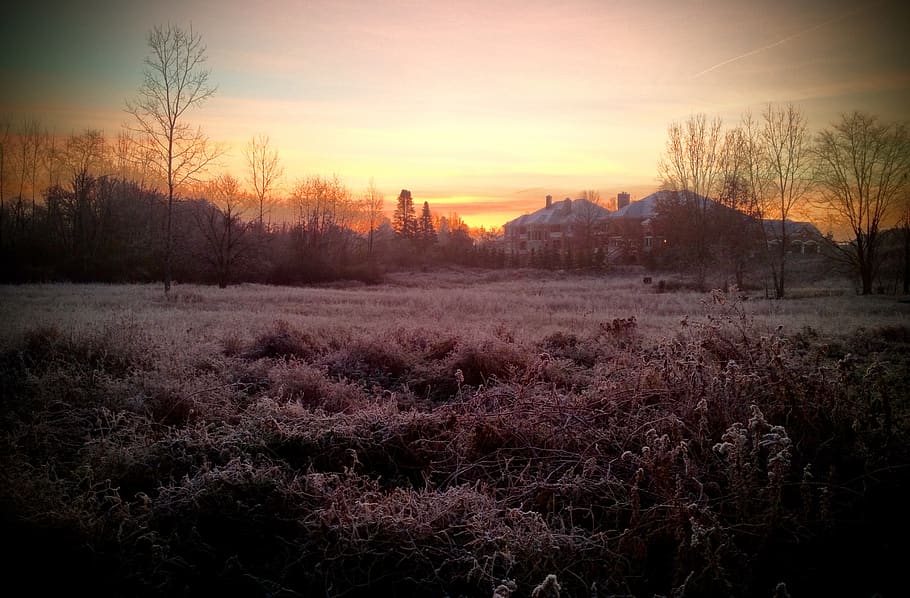 frost, early morning, sunrise, winter, fall, trees, sky, skyline