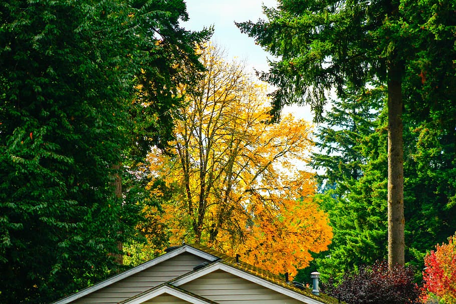 fall, spring, tree, house, roof, green, tall, orange, leaves HD wallpaper