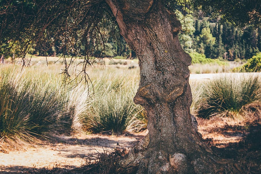 greece, skiathos, olive tree, nature, landscape, branch, summer HD wallpaper