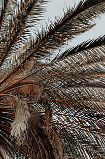 brown coconut tree, plant, arecaceae, palm tree, summer, vegetation HD wallpaper