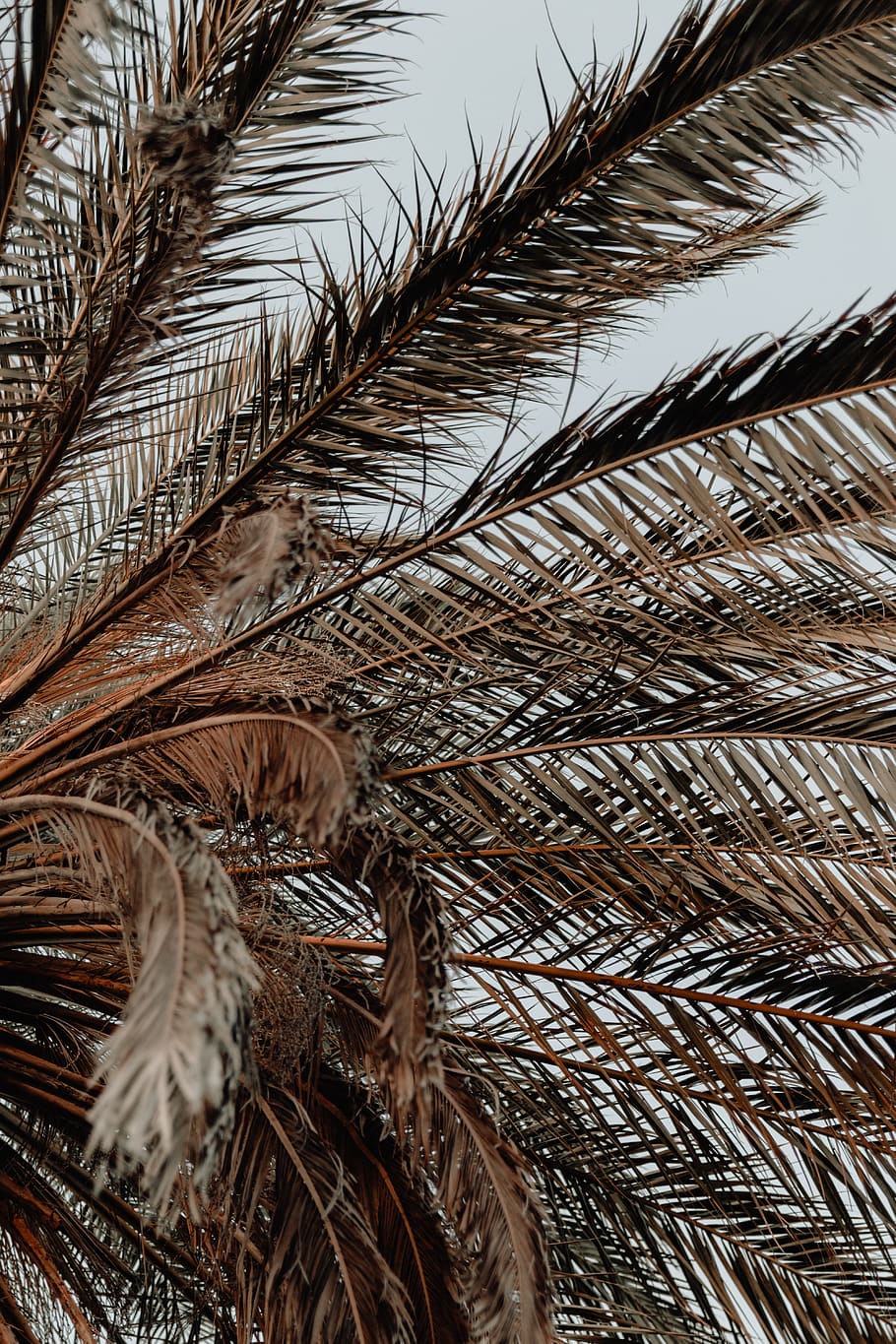 brown coconut tree, plant, arecaceae, palm tree, summer, vegetation HD wallpaper