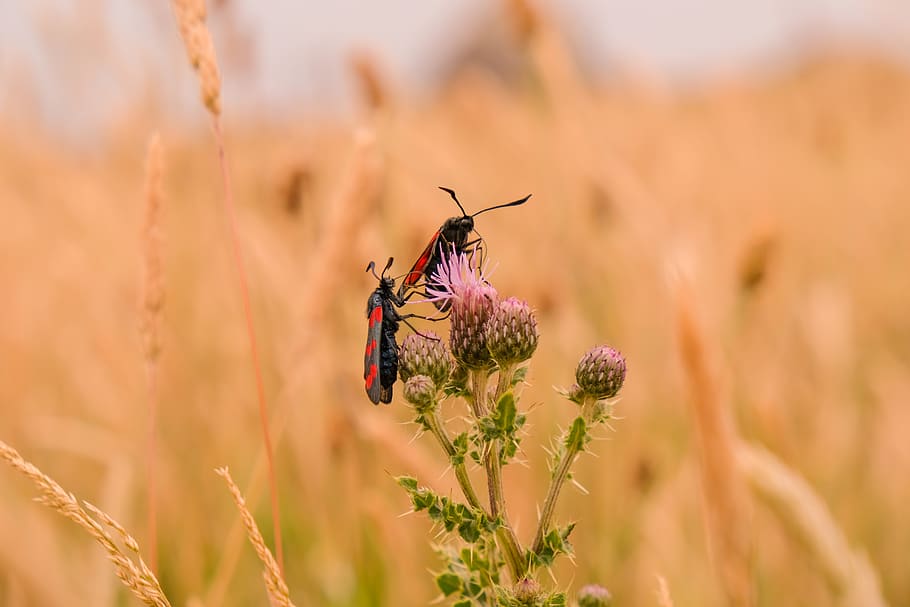 two bugs on dandelion, animal wildlife, animal themes, animals in the wild HD wallpaper
