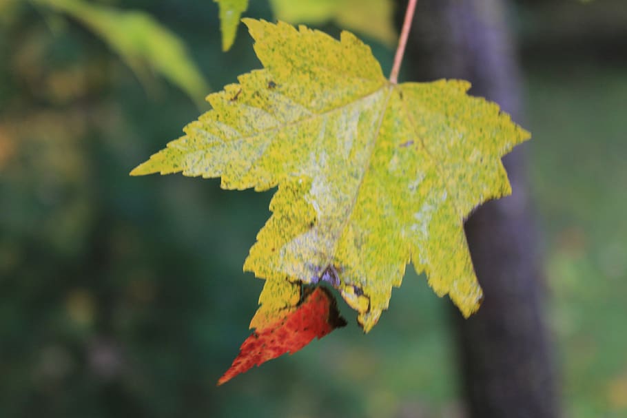 plant part, leaf, autumn, close-up, focus on foreground, no people HD wallpaper