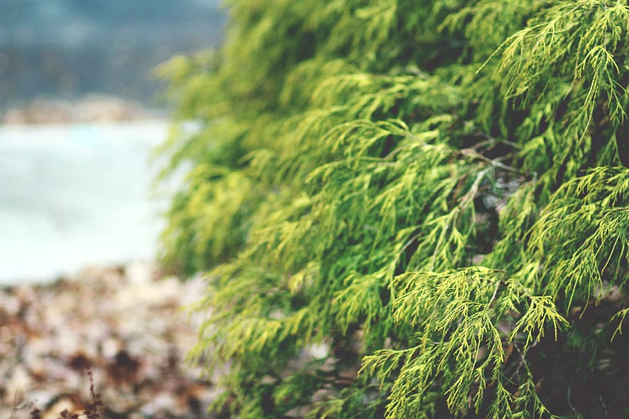 green tree, plant, food, seasoning, dill, moss, branch, texture HD wallpaper